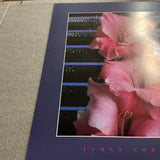 JAMES CORDES Gladiolus, 1983