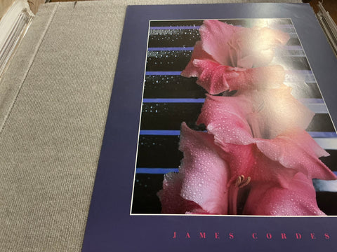 JAMES CORDES Gladiolus, 1983