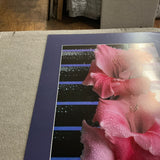 JAMES CORDES Gladiolus, 1983