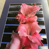 JAMES CORDES Gladiolus, 1983