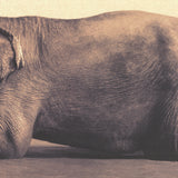 GREGORY COLBERT Boy Reading to Elephant, 2005
