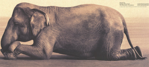 GREGORY COLBERT Boy Reading to Elephant, 2005