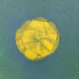 MAX ERNST Ursachen Der Sonne, The Sun (No Text), 1989