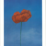 STEVEN BARBASH Apotheosis, 2008