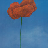 STEVEN BARBASH Apotheosis, 2008