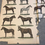 EMILE DEYROLLE Les Animaux De La Ferme - Les Chevaux, 1945