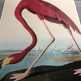 JOHN JAMES AUDUBON American Flamingo, 1960