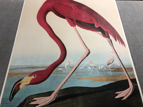 JOHN JAMES AUDUBON American Flamingo, 1960