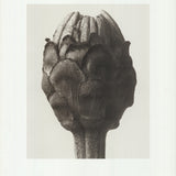KARL BLOSSFELDT Zinnia Elegans, 1998