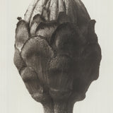KARL BLOSSFELDT Zinnia Elegans, 1998