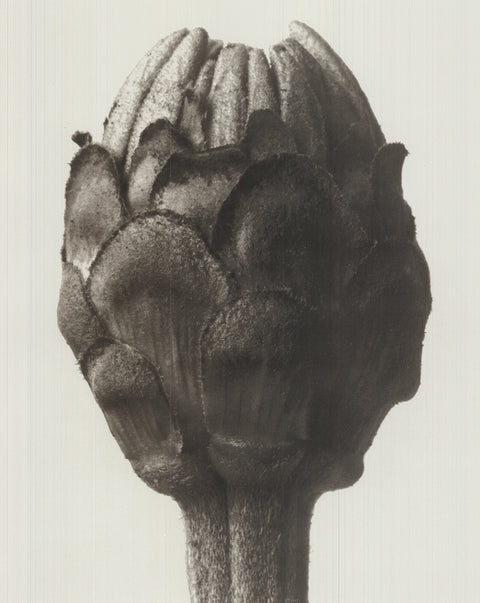 KARL BLOSSFELDT Zinnia Elegans, 1998