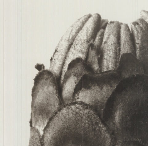 KARL BLOSSFELDT Zinnia Elegans, 1998