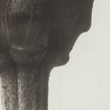 KARL BLOSSFELDT Zinnia Elegans, 1998