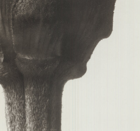 KARL BLOSSFELDT Zinnia Elegans, 1998