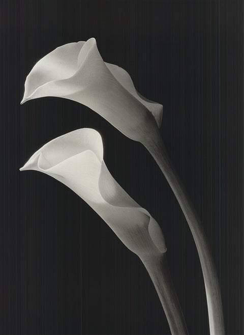 NEY TAIT FRASER Two Lilies