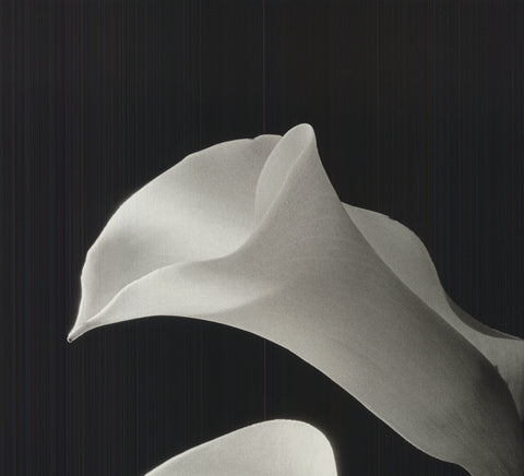 NEY TAIT FRASER Two Lilies