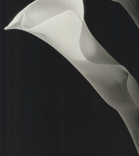 NEY TAIT FRASER Two Lilies