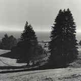 ANSEL ADAMS Pinetrees, Seashore, 1990