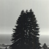 ANSEL ADAMS Pinetrees, Seashore, 1990