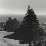ANSEL ADAMS Pinetrees, Seashore, 1990