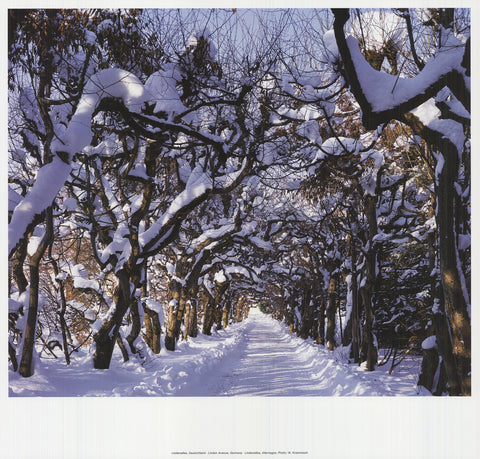 WILLIAM KRAMMISCH Linden Avenue, Germany, 2009