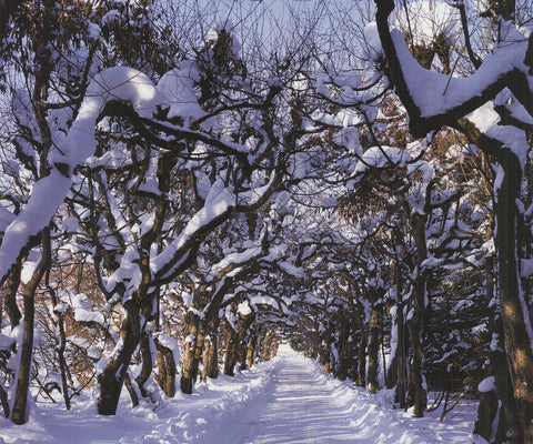 WILLIAM KRAMMISCH Linden Avenue, Germany, 2009