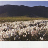 ARCHIV KIEDROWSKI Moor, Iceland, 2009