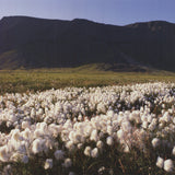 ARCHIV KIEDROWSKI Moor, Iceland, 2009