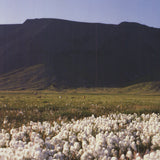 ARCHIV KIEDROWSKI Moor, Iceland, 2009