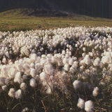 ARCHIV KIEDROWSKI Moor, Iceland, 2009