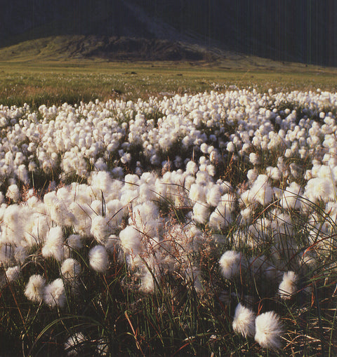 ARCHIV KIEDROWSKI Moor, Iceland, 2009