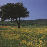 ARCHIV KIEDROWSKI Tuscany, Italy, 2009