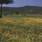ARCHIV KIEDROWSKI Tuscany, Italy, 2009