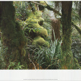ARCHIV KIEDROWSKI Mount Egmont N.P., New Zealand, 2009