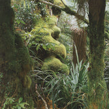ARCHIV KIEDROWSKI Mount Egmont N.P., New Zealand, 2009