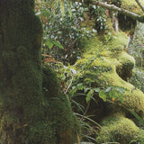 ARCHIV KIEDROWSKI Mount Egmont N.P., New Zealand, 2009