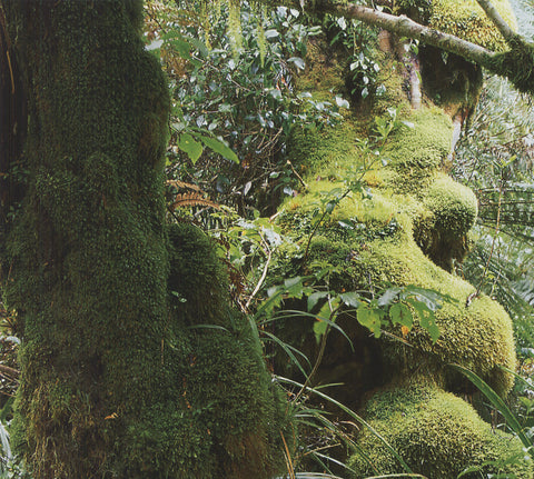 ARCHIV KIEDROWSKI Mount Egmont N.P., New Zealand, 2009