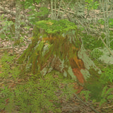 NEIL WELLIVER Stump, 1975