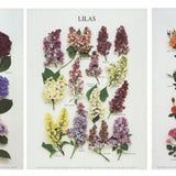 Bundle- 3 Assorted Floral mini Posters