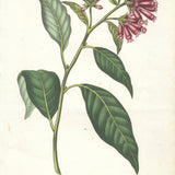 FRANCOIS HERINCQ Malacothamnus fasciculatus var. Zephirine, 1872