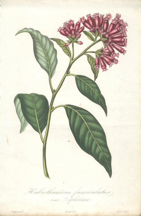 FRANCOIS HERINCQ Malacothamnus fasciculatus var. Zephirine