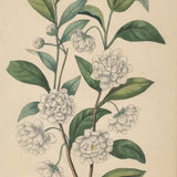 FRANCOIS HERINCQ Prunus Chinensis (Blume), Var a fleurs blanches doubles