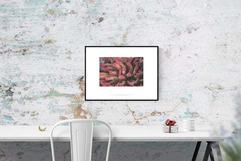 LENI RIEFENSTAHL Tentacles of Giant Anemone Stoichactis, 2002