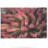LENI RIEFENSTAHL Tentacles of Giant Anemone Stoichactis, 2002