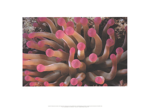 LENI RIEFENSTAHL Tentacles of Giant Anemone Stoichactis, 2002