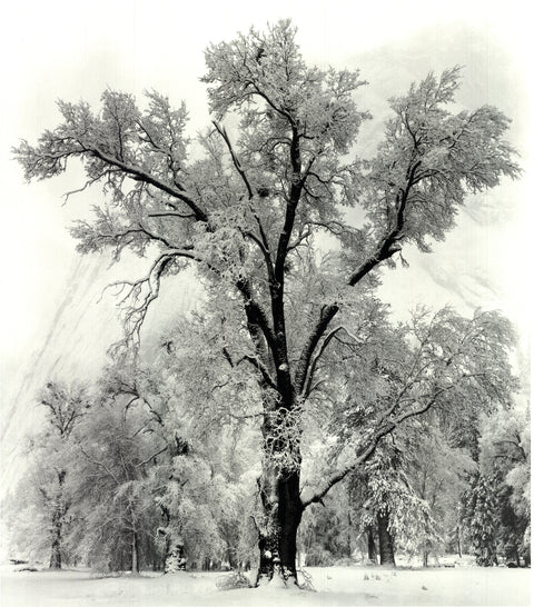 ANSEL ADAMS Oak Tree, Snowstorm, Yosemite National Park, California (1948), 1997