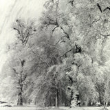 ANSEL ADAMS Oak Tree, Snowstorm, Yosemite National Park, California (1948), 1997