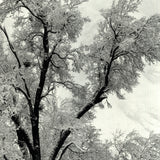ANSEL ADAMS Oak Tree, Snowstorm, Yosemite National Park, California (1948), 1997