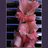 JAMES CORDES Gladiolus, 1983