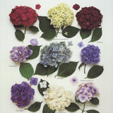 ROGER PHILLIPS Hydrangeas, 2000